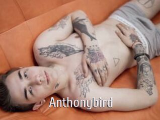 Anthonybird