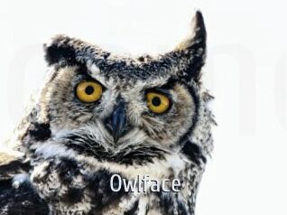 Owlface