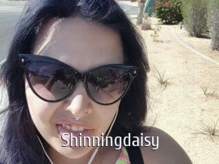 Shinningdaisy